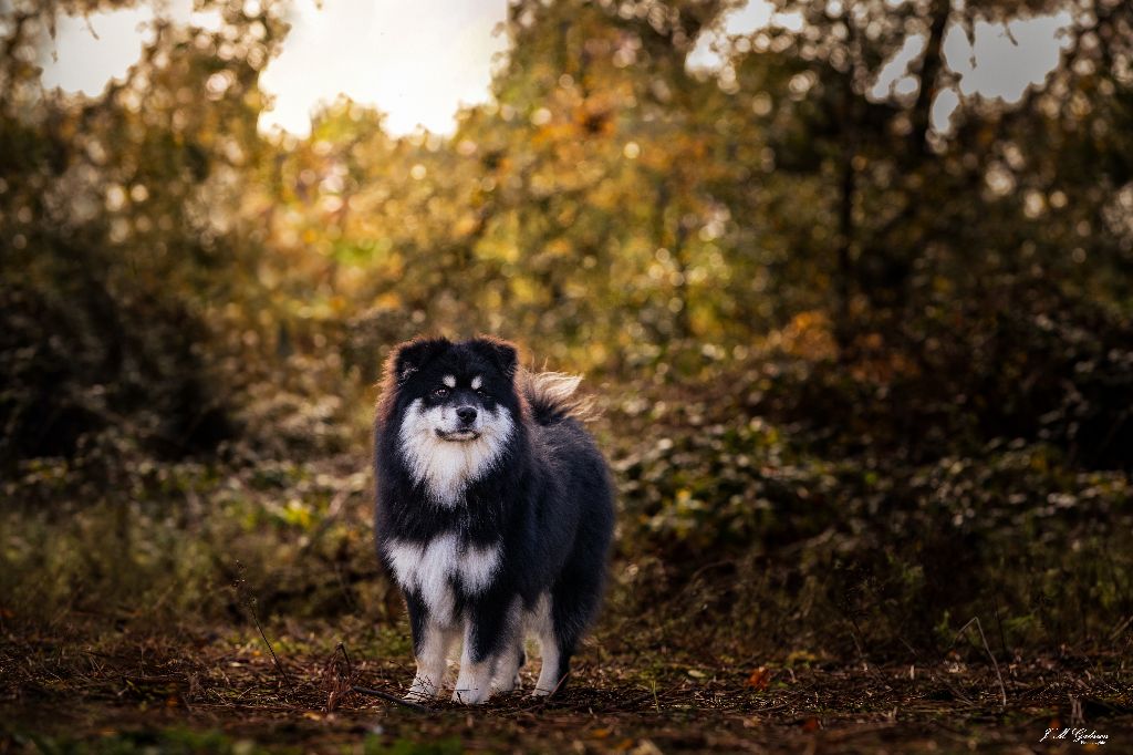 Under your spell gwynbleidd Des Secrets De Broceliande