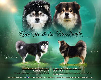 Des Secrets De Broceliande - Chien finnois de Laponie - Portée née le 04/06/2024