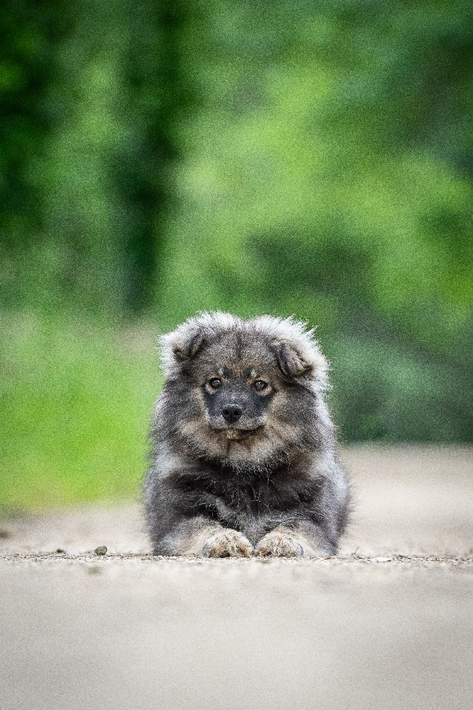 Des Secrets De Broceliande - Chiots disponibles - Chien finnois de Laponie