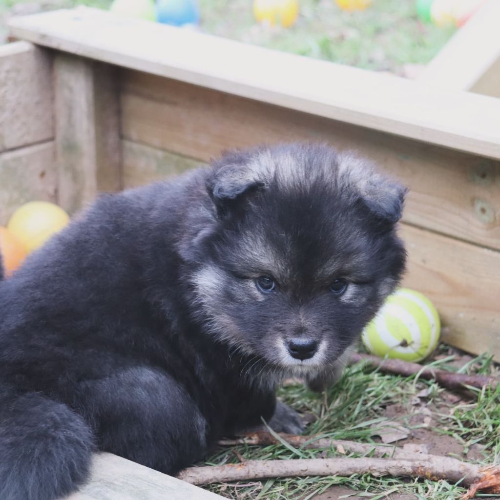 Des Secrets De Broceliande - Chiots disponibles - Chien finnois de Laponie