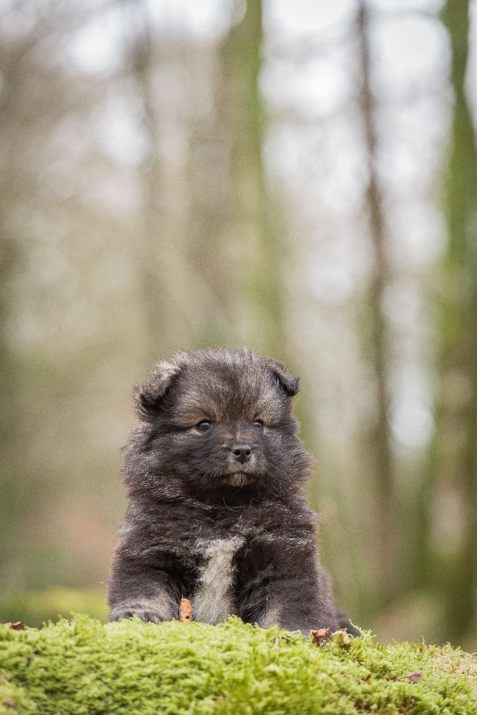 Des Secrets De Broceliande - Chiots disponibles - Chien finnois de Laponie